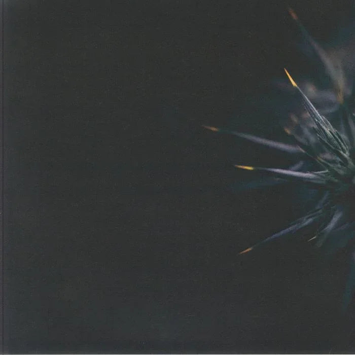 Minimalist album cover with dark background and abstract spiky plant on the right