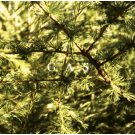 GAS - Pop (3x LP) (reissue)