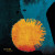 ALBERTO NOVELLO & ROB MAZUREK - Sun Eaters (LP)